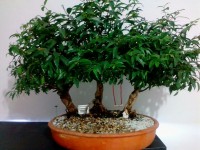 /album/fotogaleria-inicio/bonsai-guayacan-jpg/
